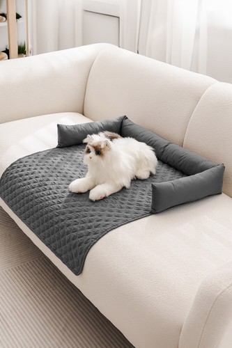 Dog pet calming - dog, floor